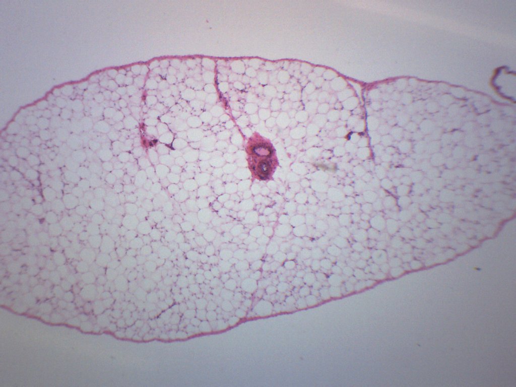 Adipose Tissue (Mammal) Prepared Microscope Slide