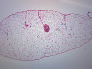 Adipose Tissue (Mammal) Prepared Microscope Slide
