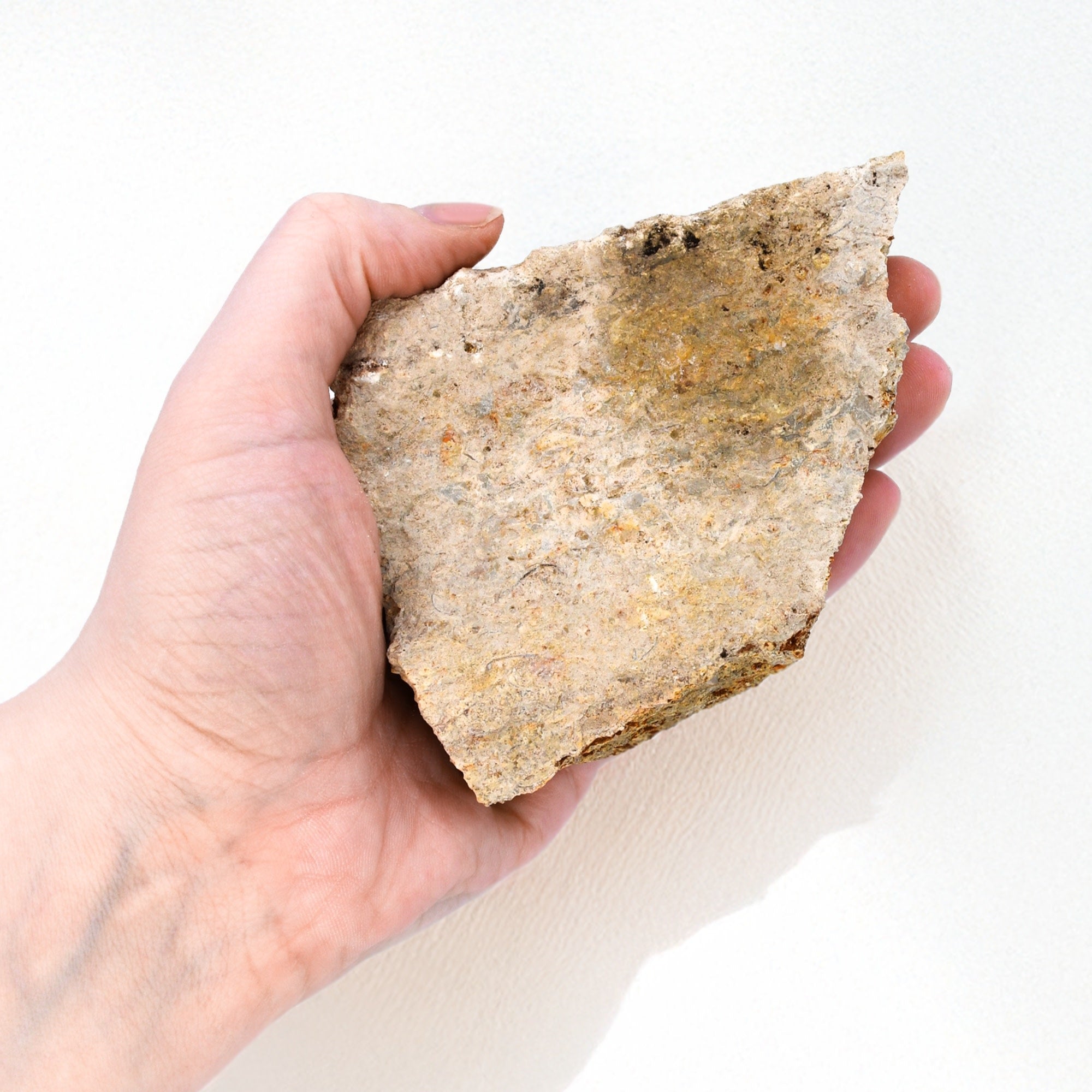 Raw Fossiliferous Limestone Sedimentary Rock Hand Sample, Approx 3 inch