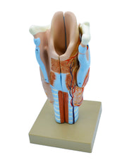 Human Larynx Model, Multi-Part