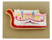 Lower Jaw with Teeth Model