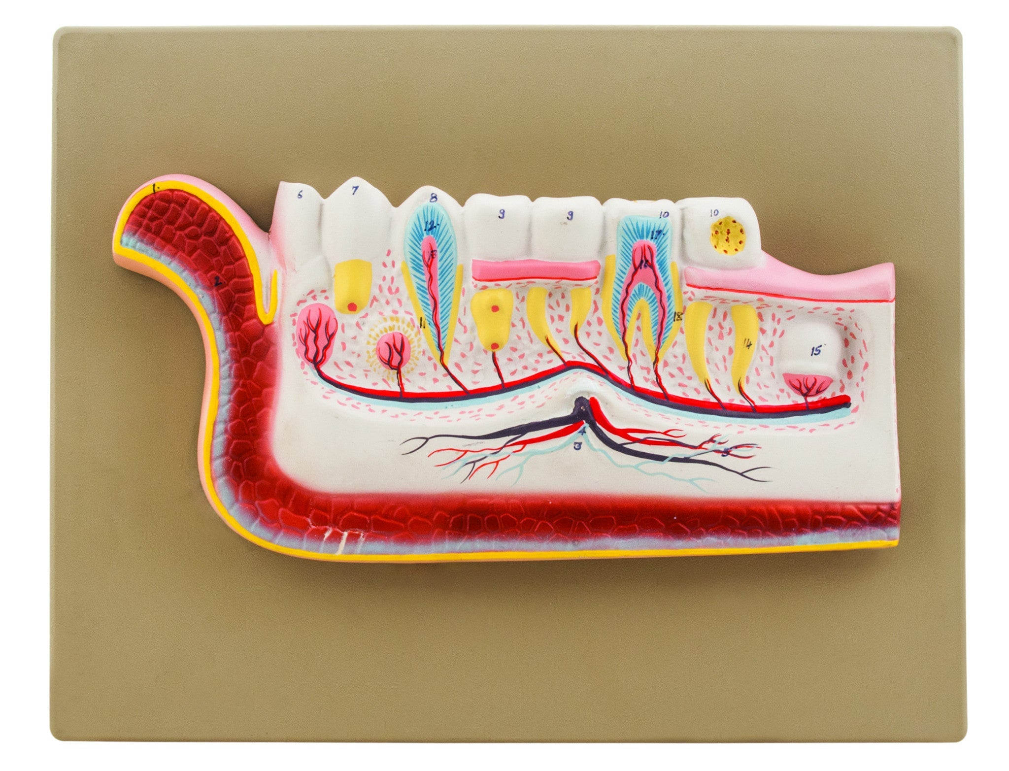 Lower Jaw with Teeth Model