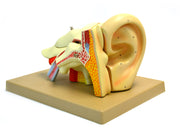 5-Part Human Ear Model, 4X Life Size
