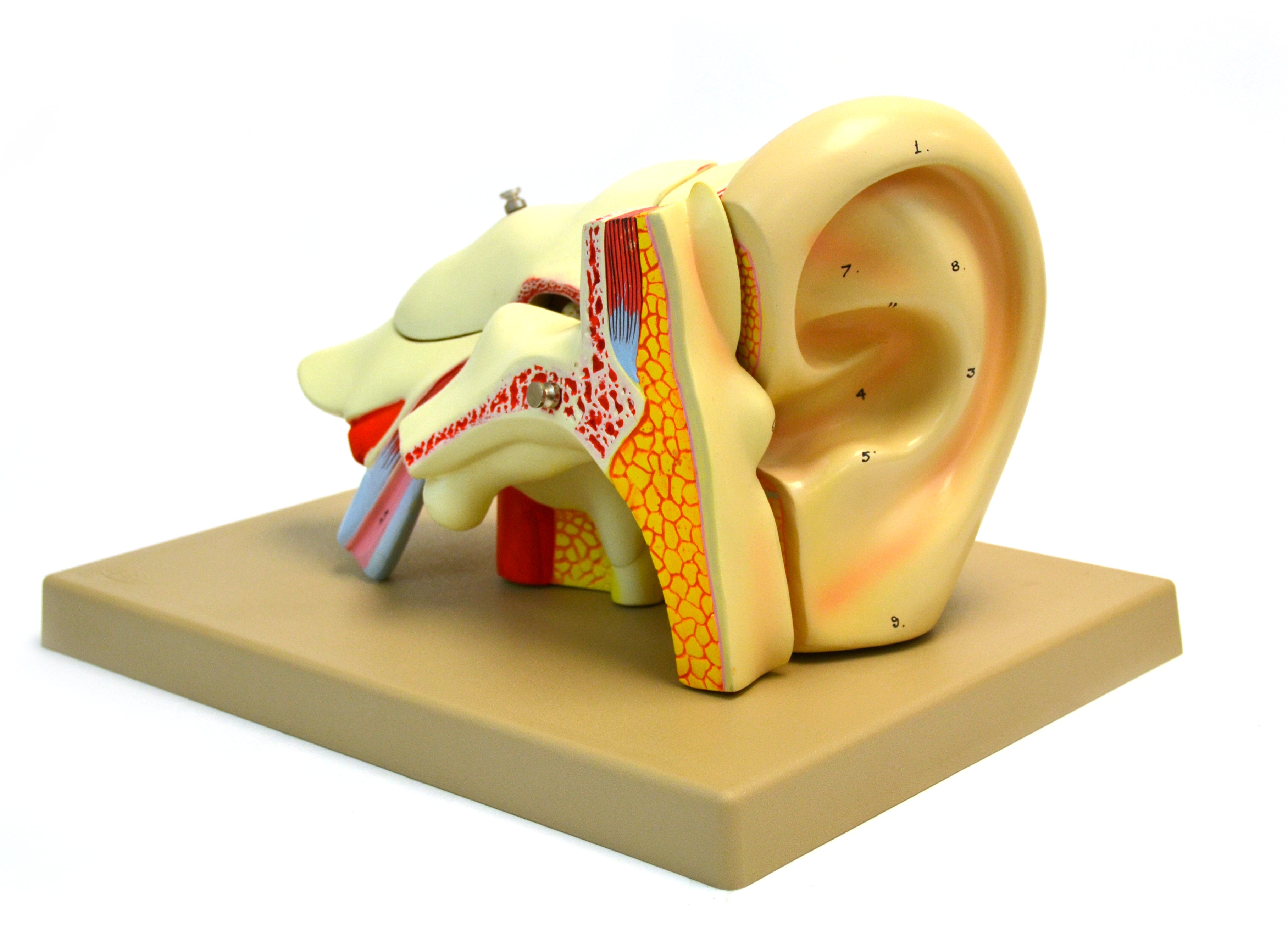 5-Part Human Ear Model, 4X Life Size