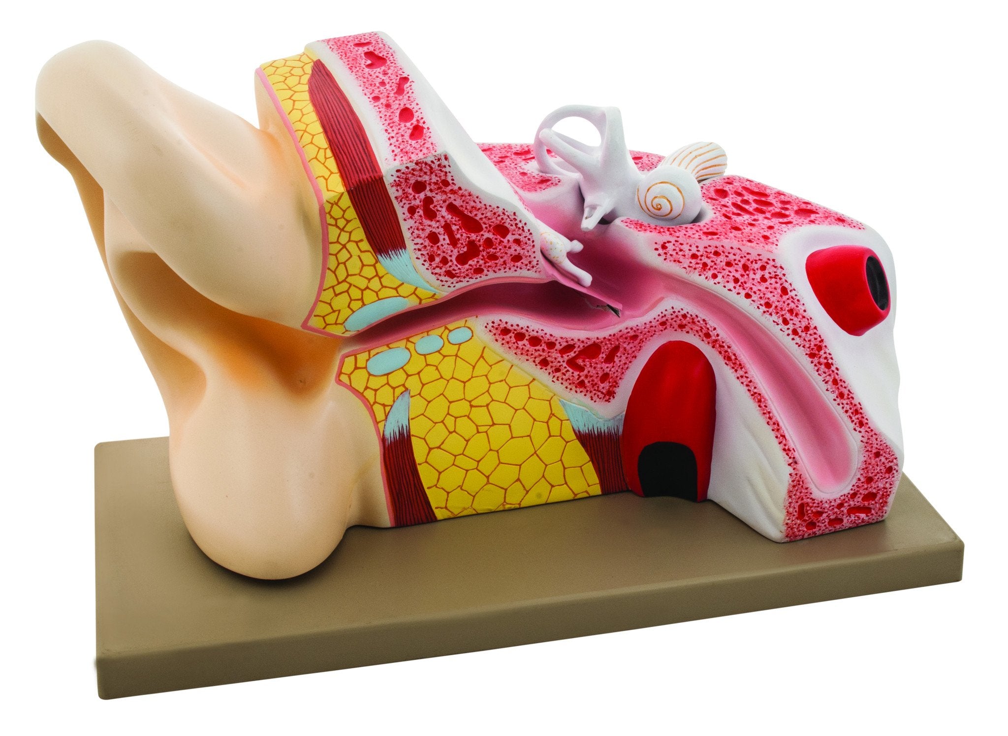 Giant Human Ear Model, 5X Life Size