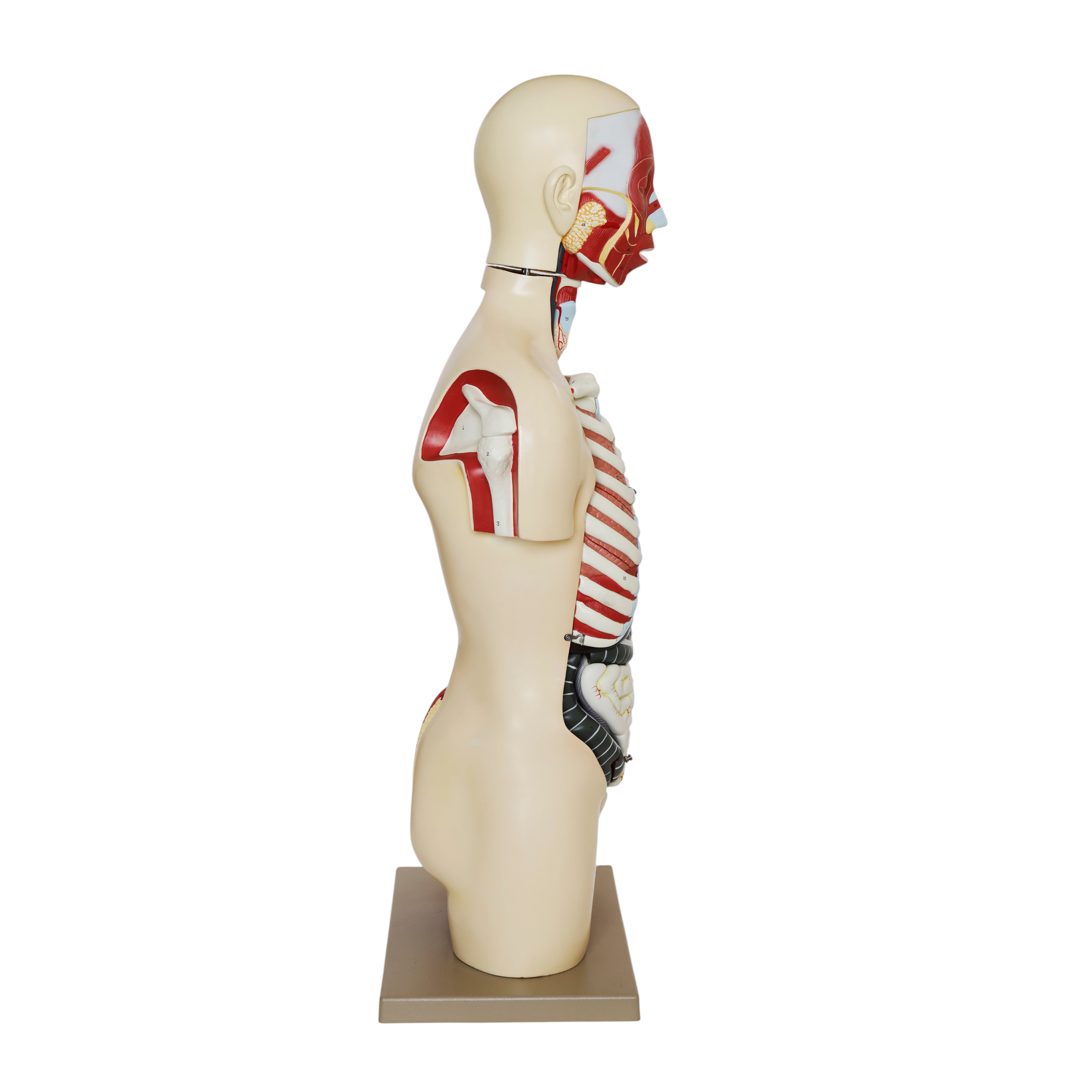 Life-Size Female Human Torso Model with Open Back, 35" Tall, 19-Part
