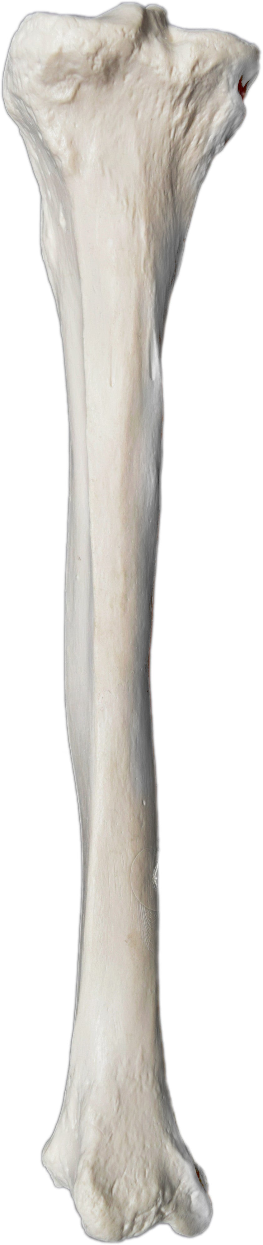 Human Tibia Bone Anatomical Model, Left