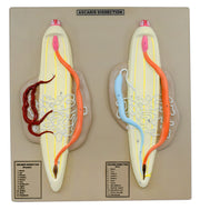 Hand-Painted Male and Female Ascaris Dissection Anatomical Model on 14 x 13 inch Base