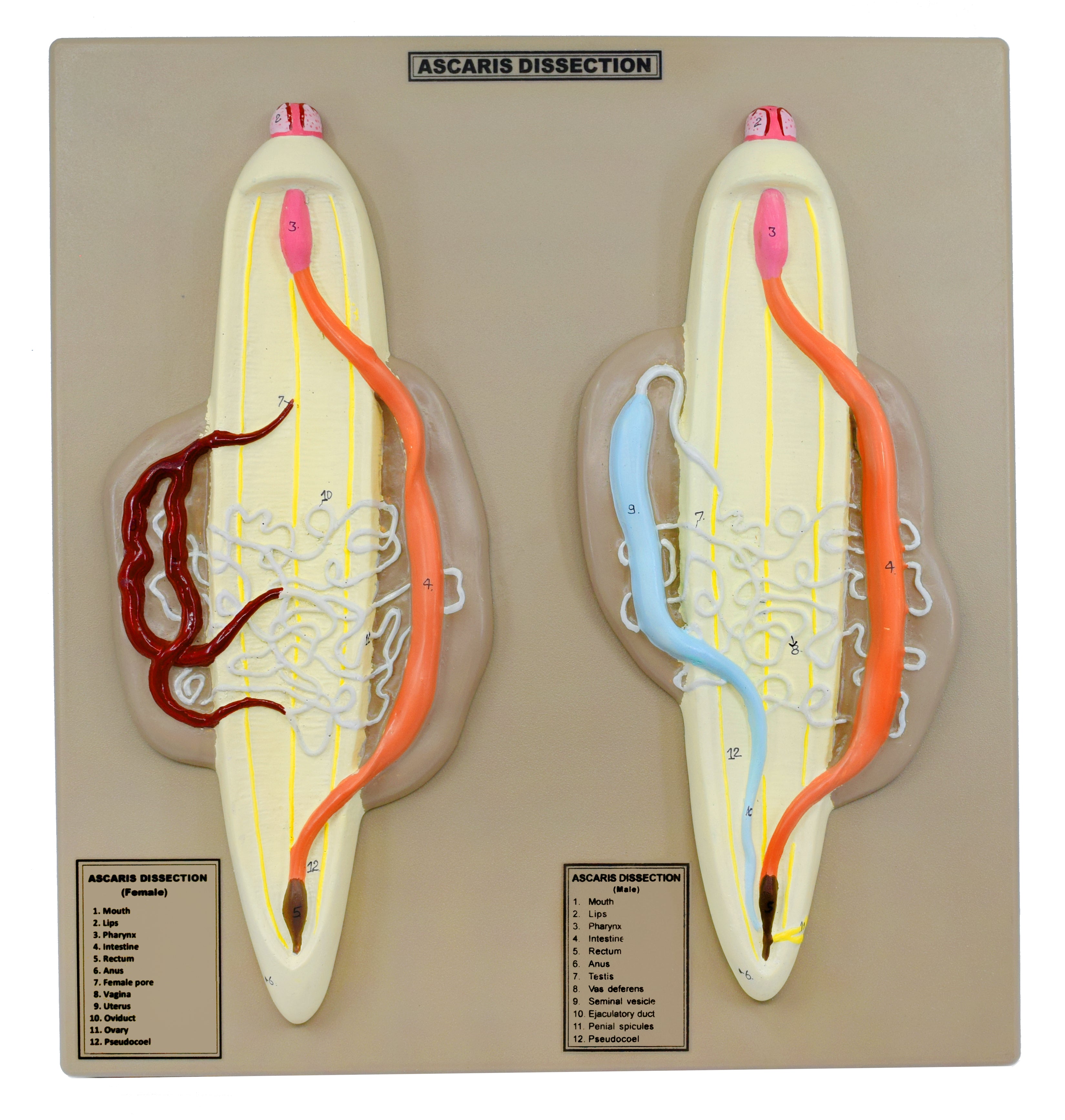 Hand-Painted Male and Female Ascaris Dissection Anatomical Model on 14 x 13 inch Base