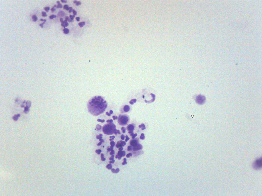 Female Human Chromosome Smear Prepared Microscope Slide