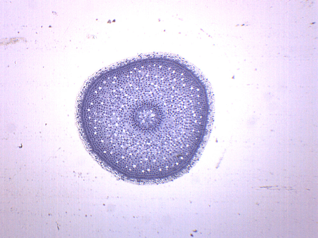 Lilium Root Tip Cross-Section Prepared Microscope Slide
