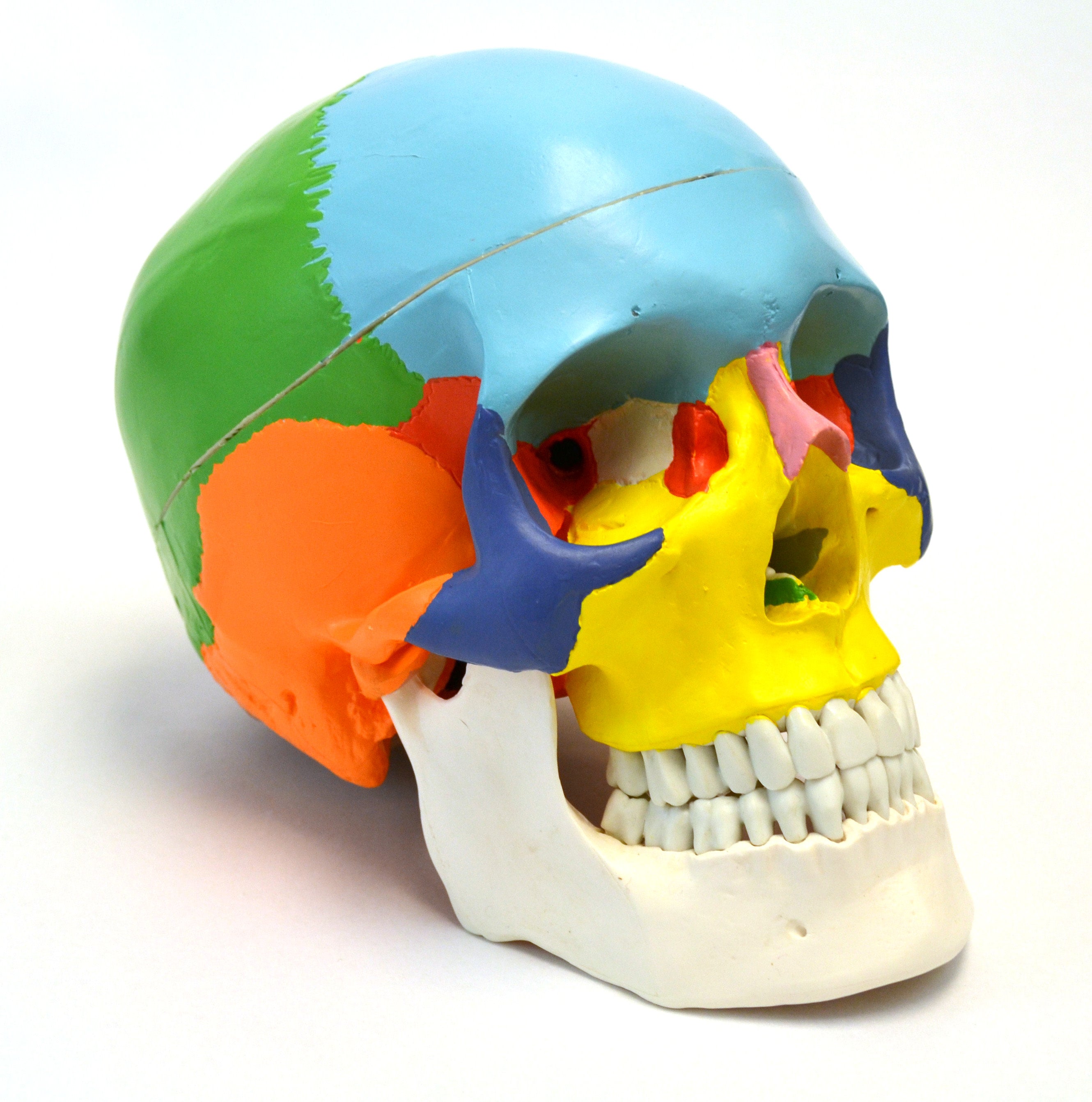 4-Piece Life-Size Human Skull Anatomical Model Set, 3-Part Numbered Color-Coded Painted, 9 inch