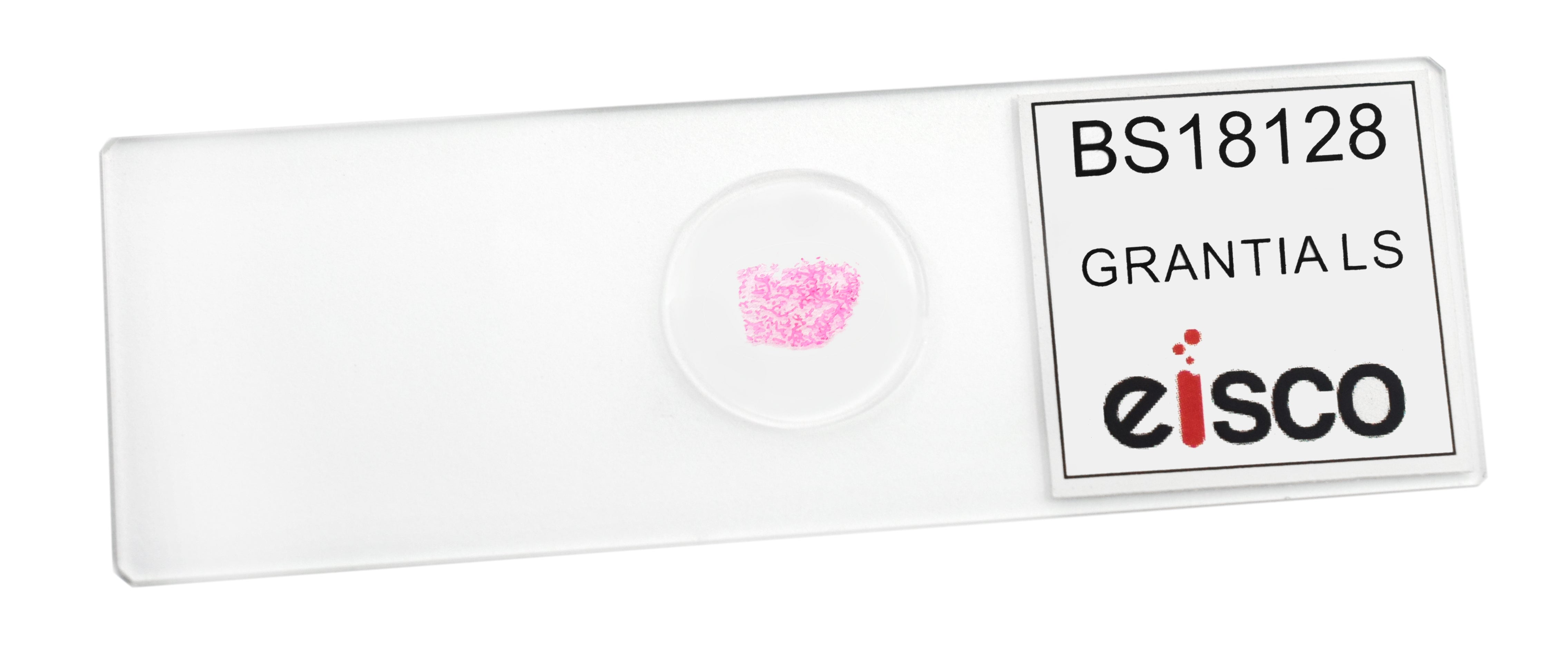 Grantia Longitudinal Section Prepared Microscope Slide