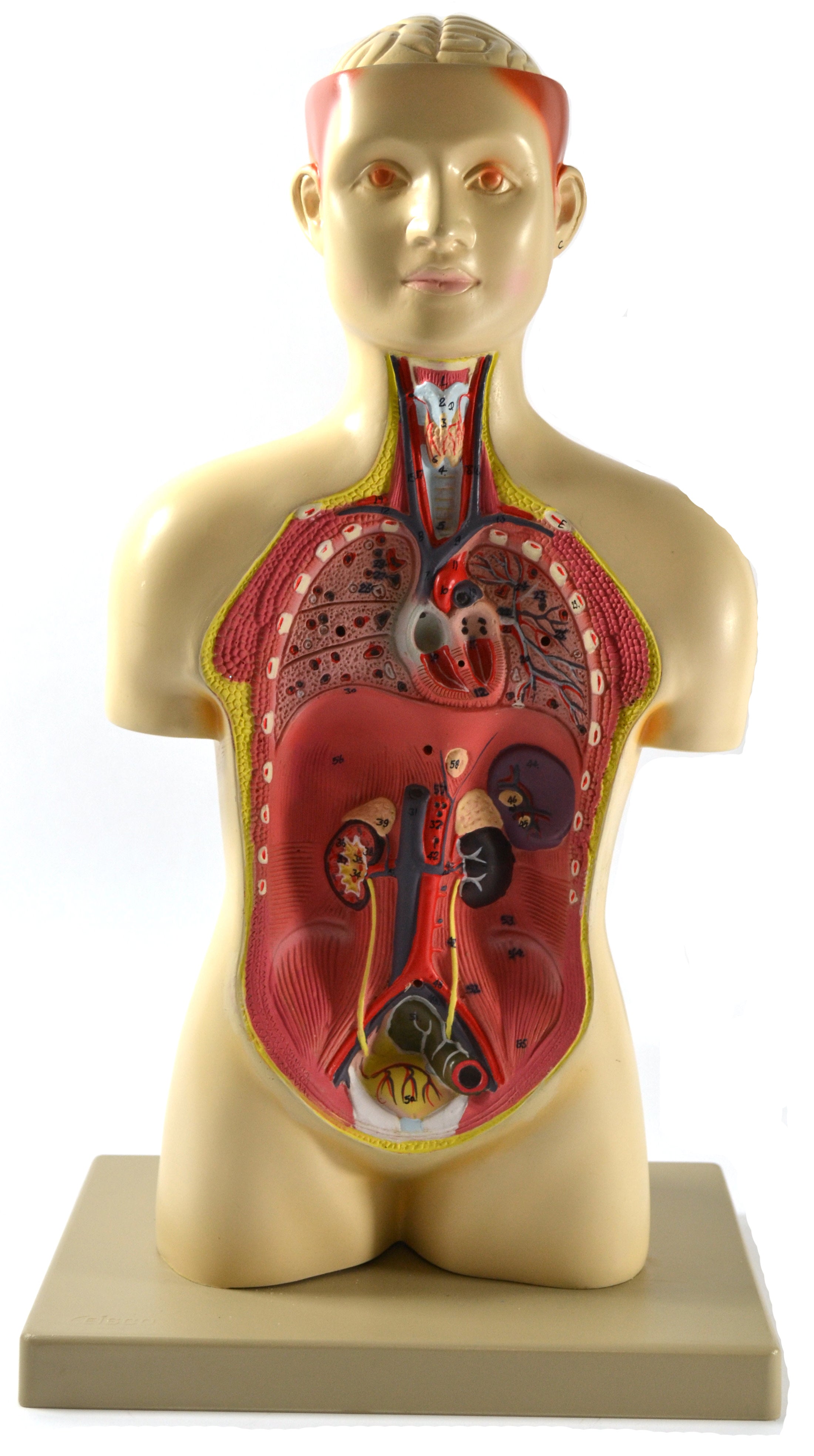Half-Size Human Torso Model with Light Complexion, 17" Tall