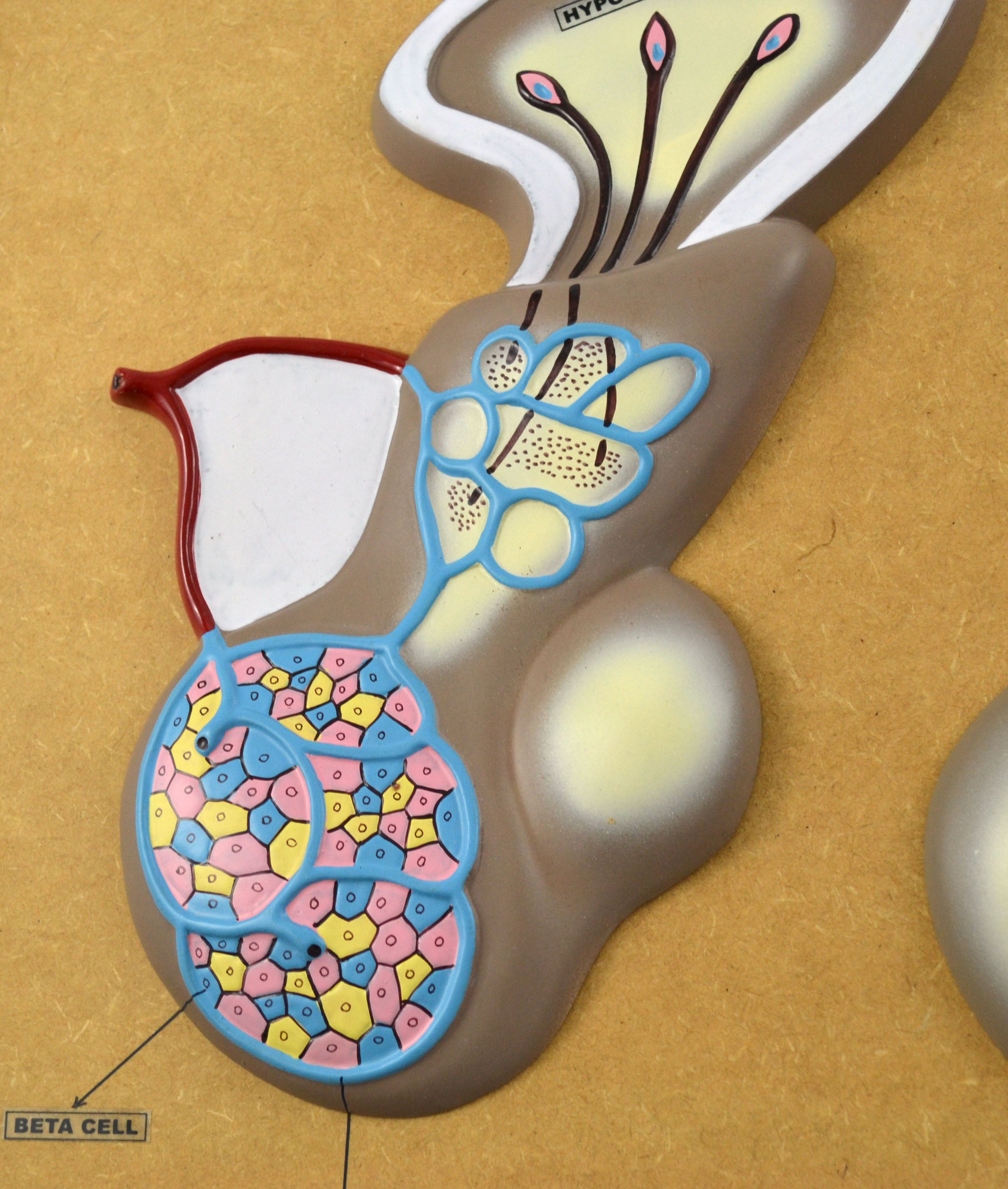 Pituitary Gland and Hypothalamus Model, Greatly Enlarged