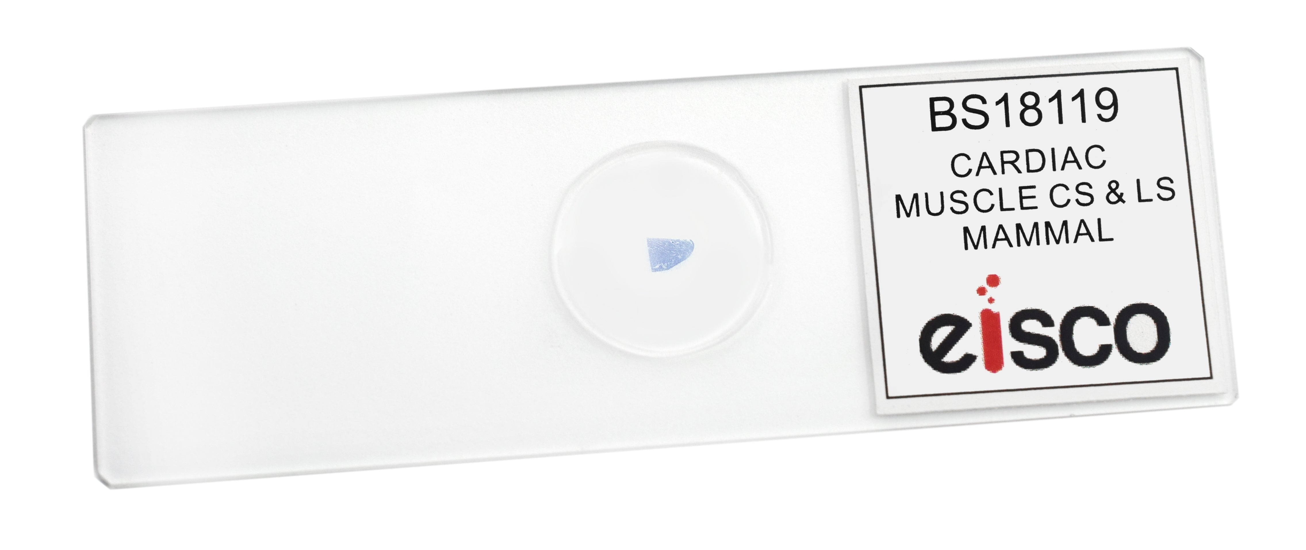 Cardiac Muscle (Mammal) Prepared Microscope Slide