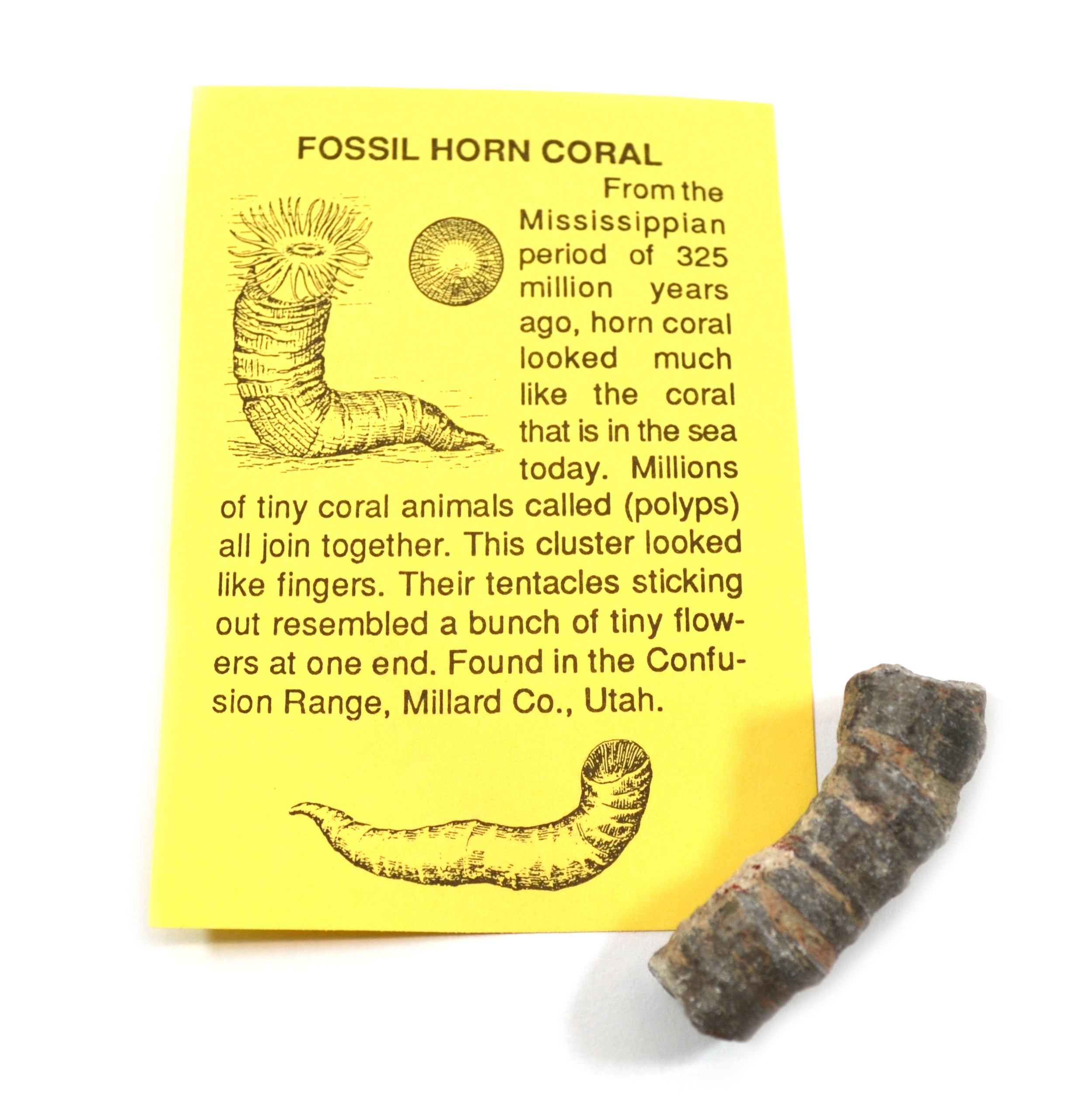 12-Piece Deluxe Authentic Fossil Collection with Information Cards