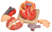 7-Part Human Heart Model, 2X Life Size, Hand-Painted