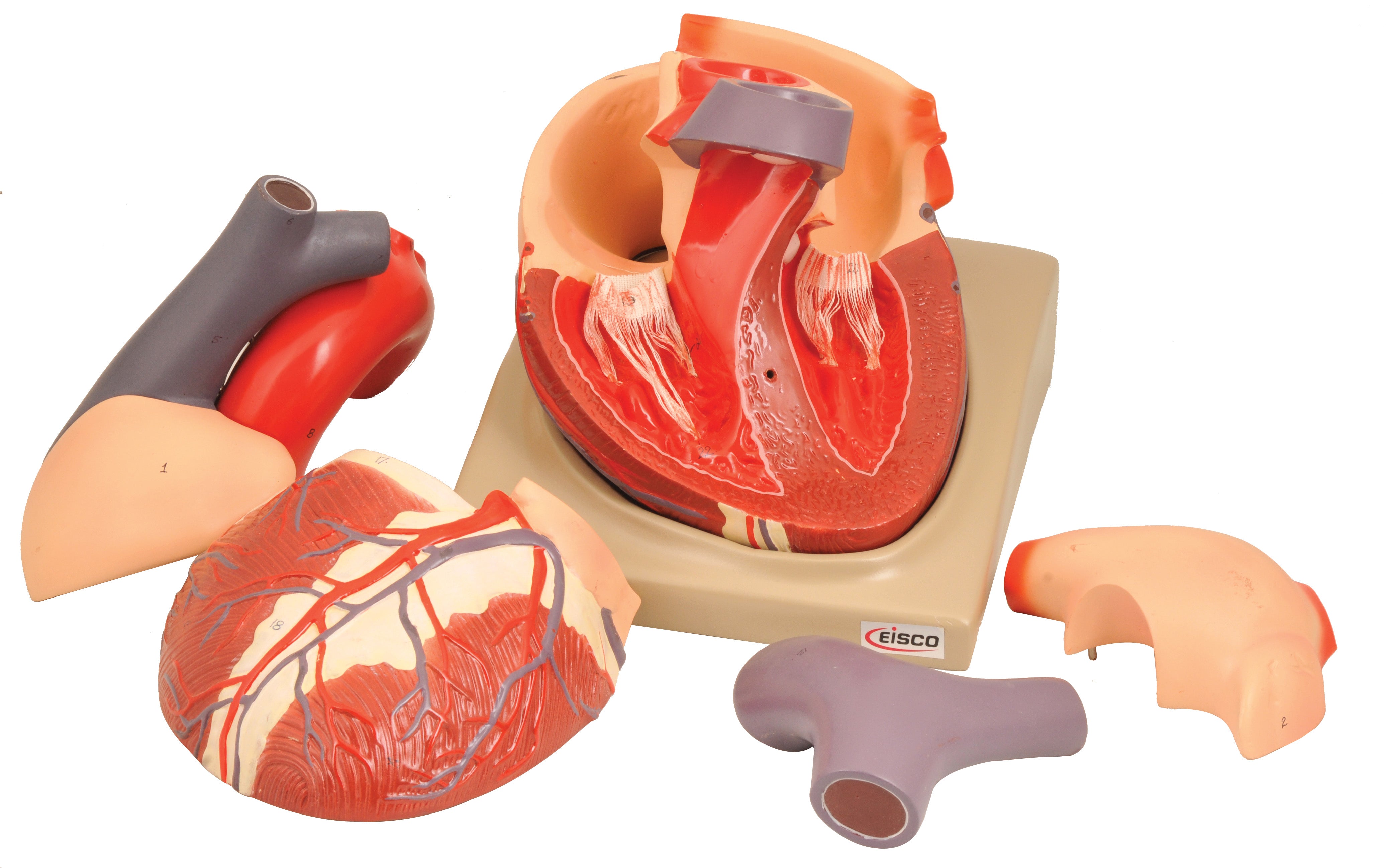 7-Part Human Heart Model, 2X Life Size, Hand-Painted