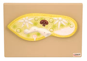 Magnified Paramecium Anatomical Model, 11 x 4 x 1 inch
