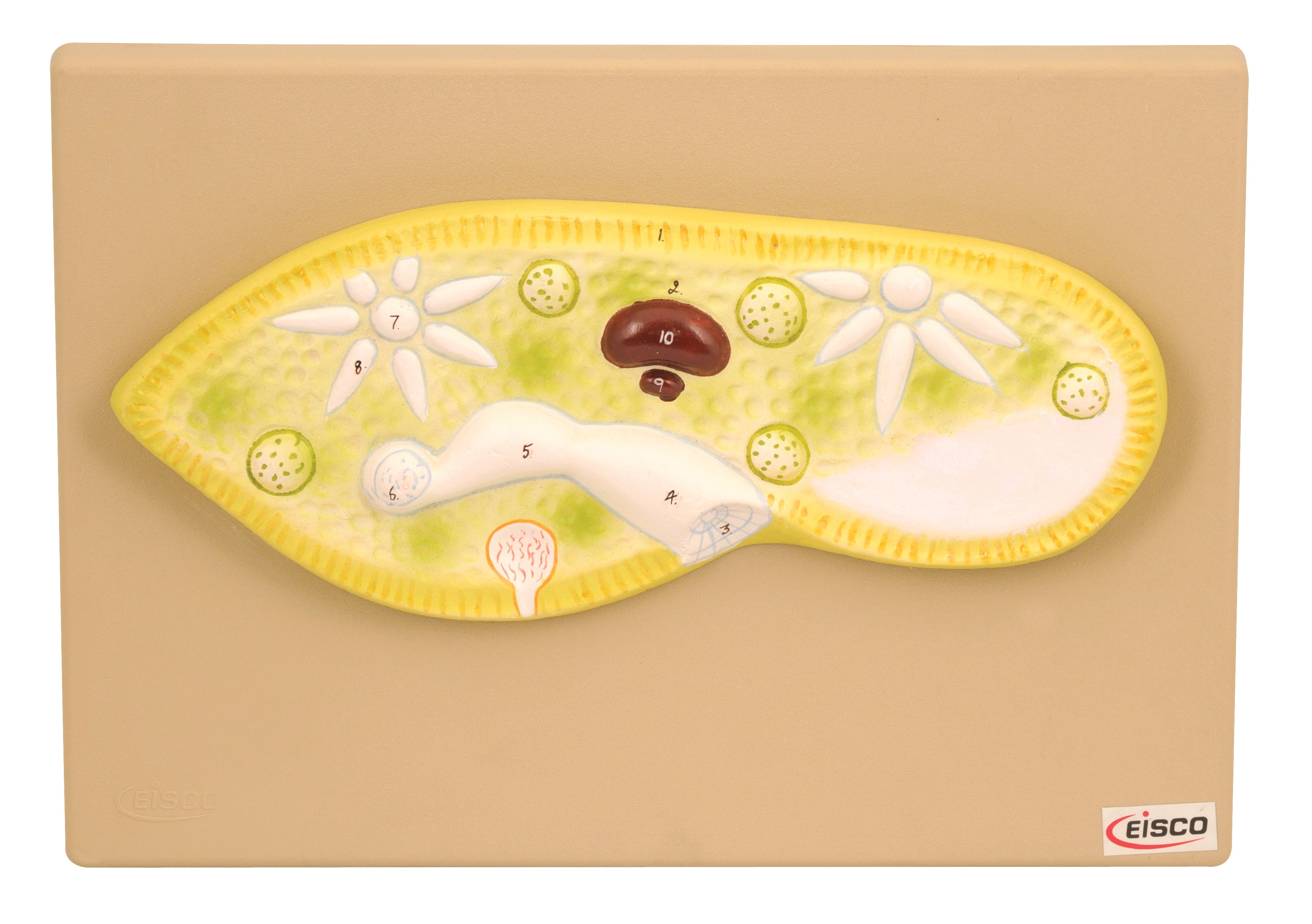 Magnified Paramecium Anatomical Model, 11 x 4 x 1 inch
