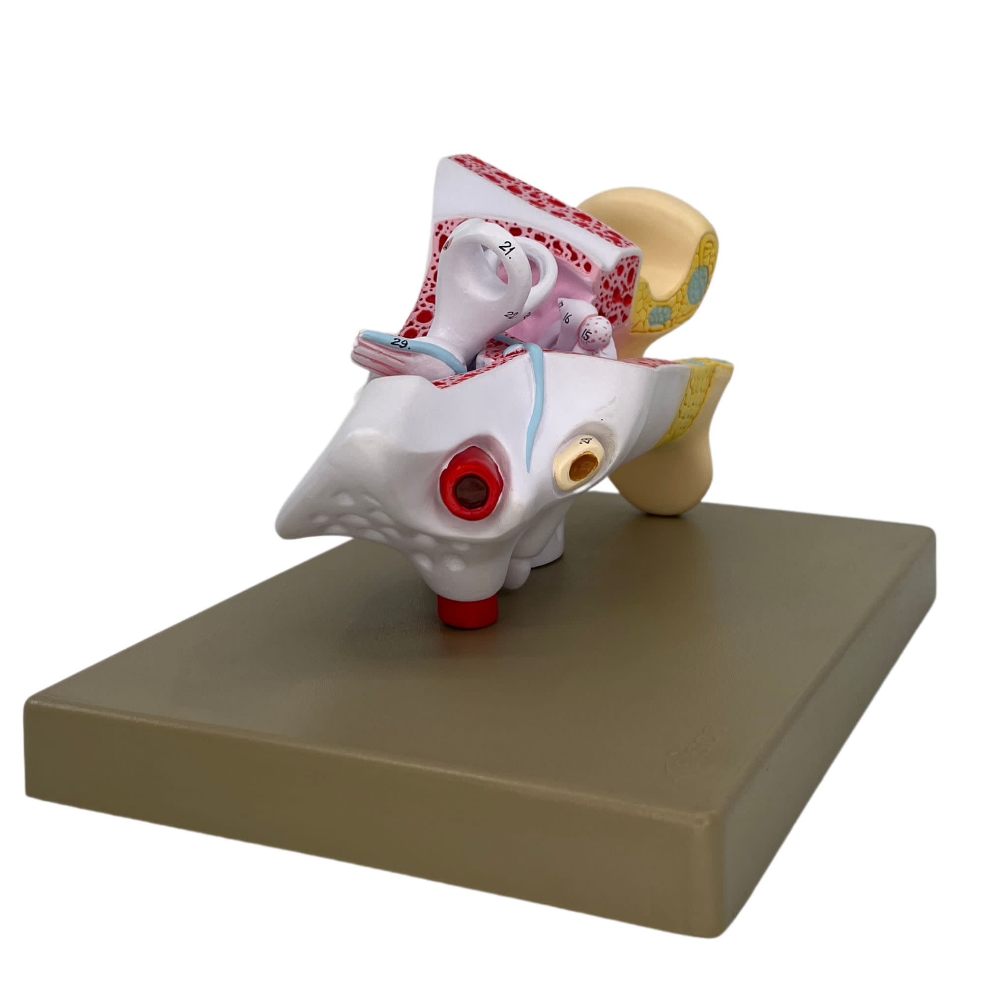 3-Part Human Ear Model, 3X Enlarged, 29 Features