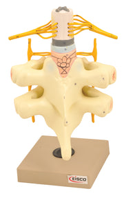 Spinal Cord and Nerves Model, Life Size, Hand-Painted