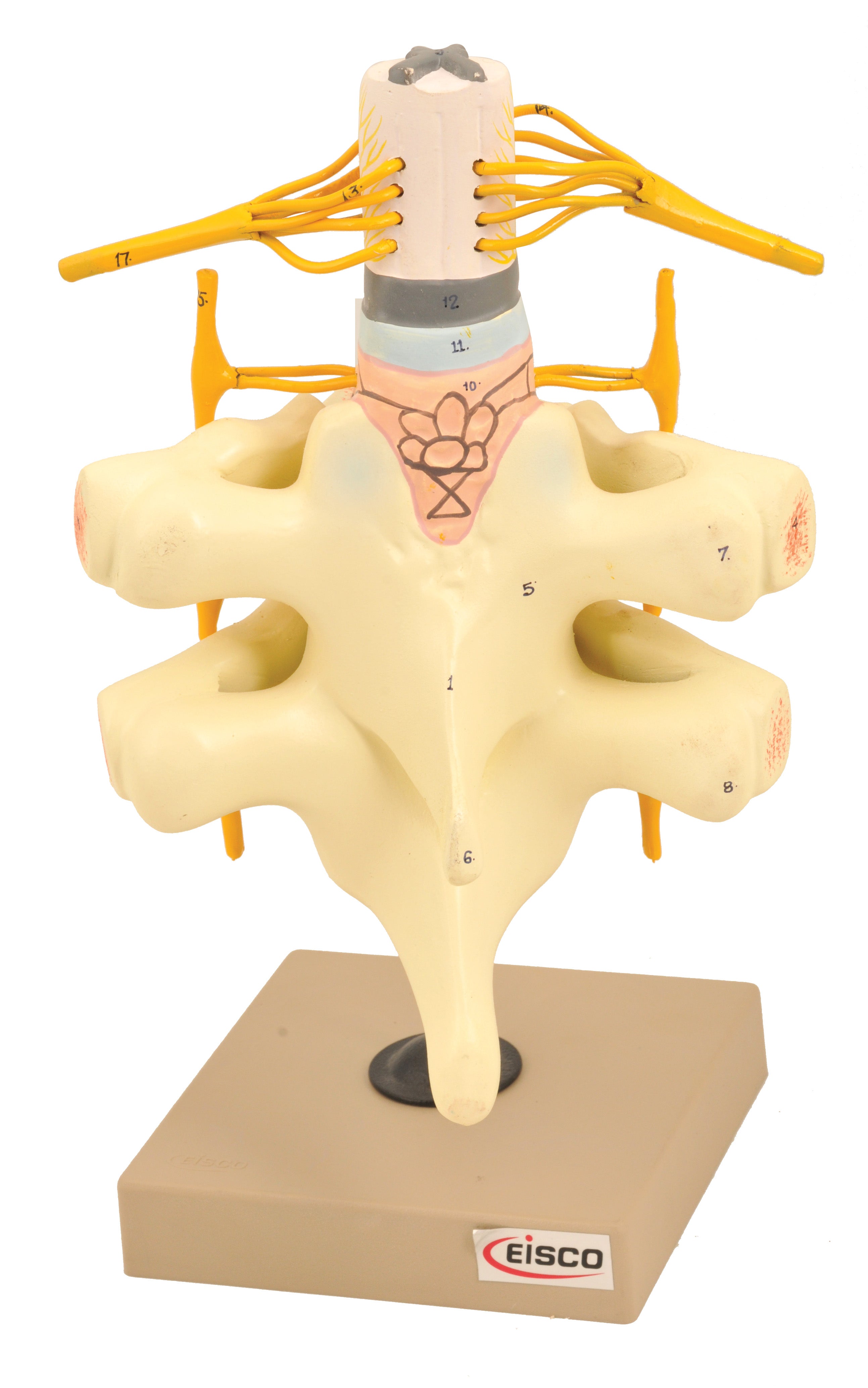 Spinal Cord and Nerves Model, Life Size, Hand-Painted