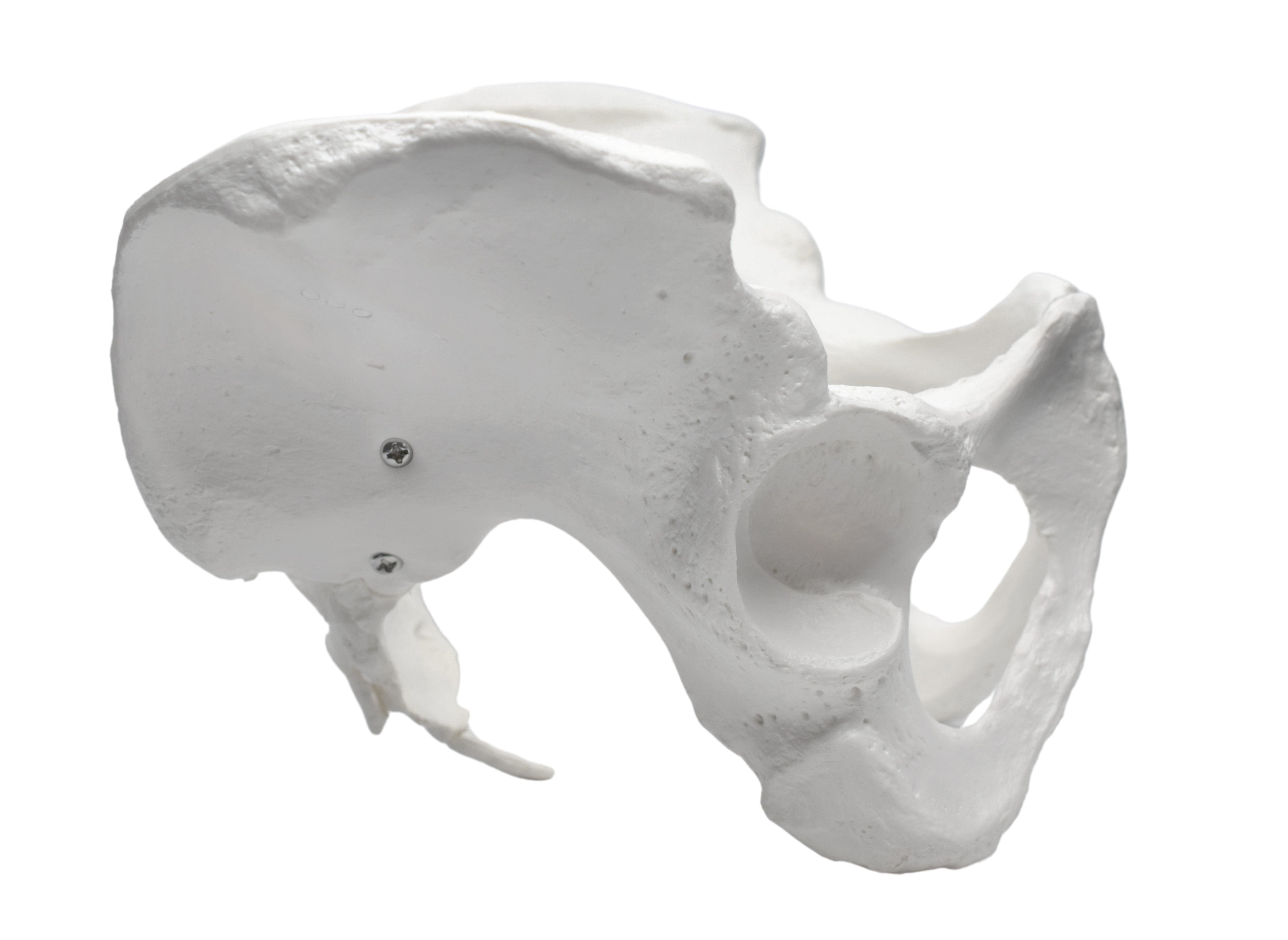 Life-Size Female Pelvic Skeleton Anatomical Model, 10 x 10 x 6 inch