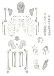 Life-Size Disarticulated Human Skeleton, Medical Quality