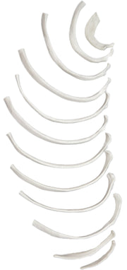 12-Piece Disarticulated Human Rib Bone Set, Left