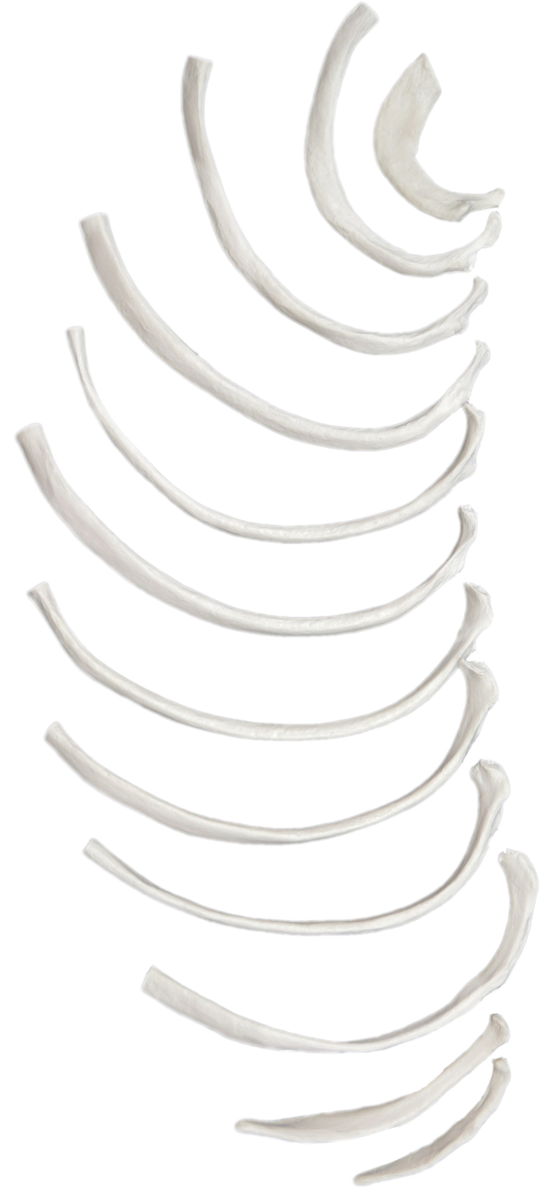 12-Piece Disarticulated Human Rib Bone Set, Left