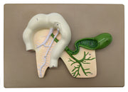 Human Pancreatic Duct Model, 10 x 7" on Base
