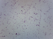 Vibrio Cholerae Smear Prepared Microscope Slide