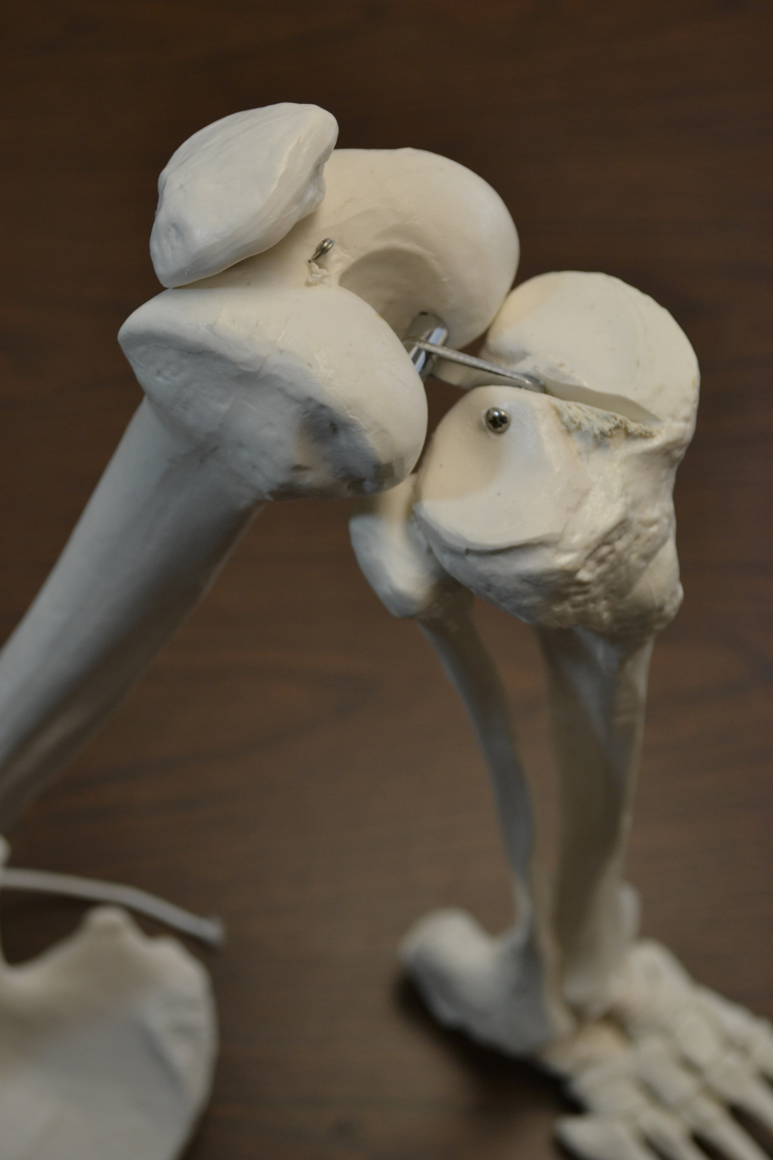Life-Size Anatomical Bone Leg with Foot Model
