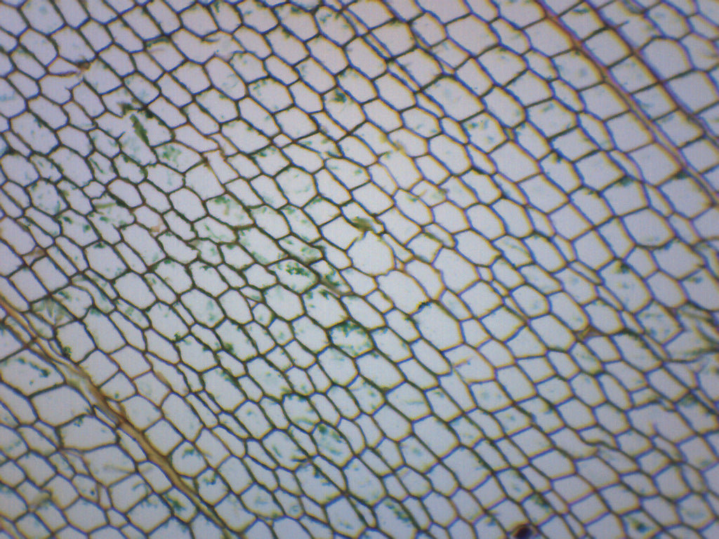 Cork Cells Cross-Section Prepared Microscope Slide