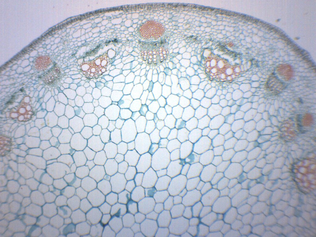 Dicot Stem Cross-Section Prepared Microscope Slide