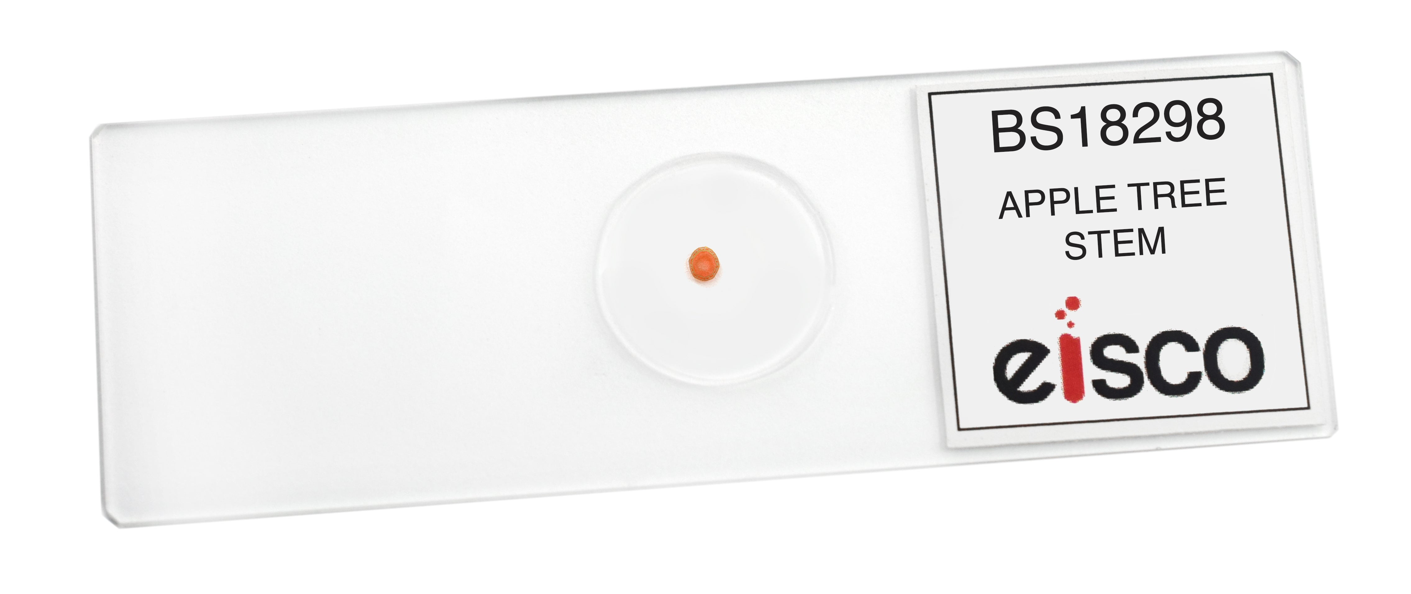 Apple Tree Stem Cross-Section Prepared Microscope Slide