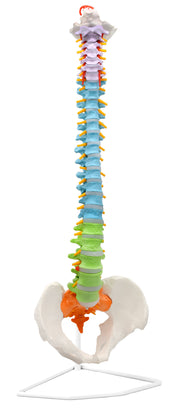 Color-Coded Flexible Human Spine and Pelvis Anatomical Model, 31.5 inch