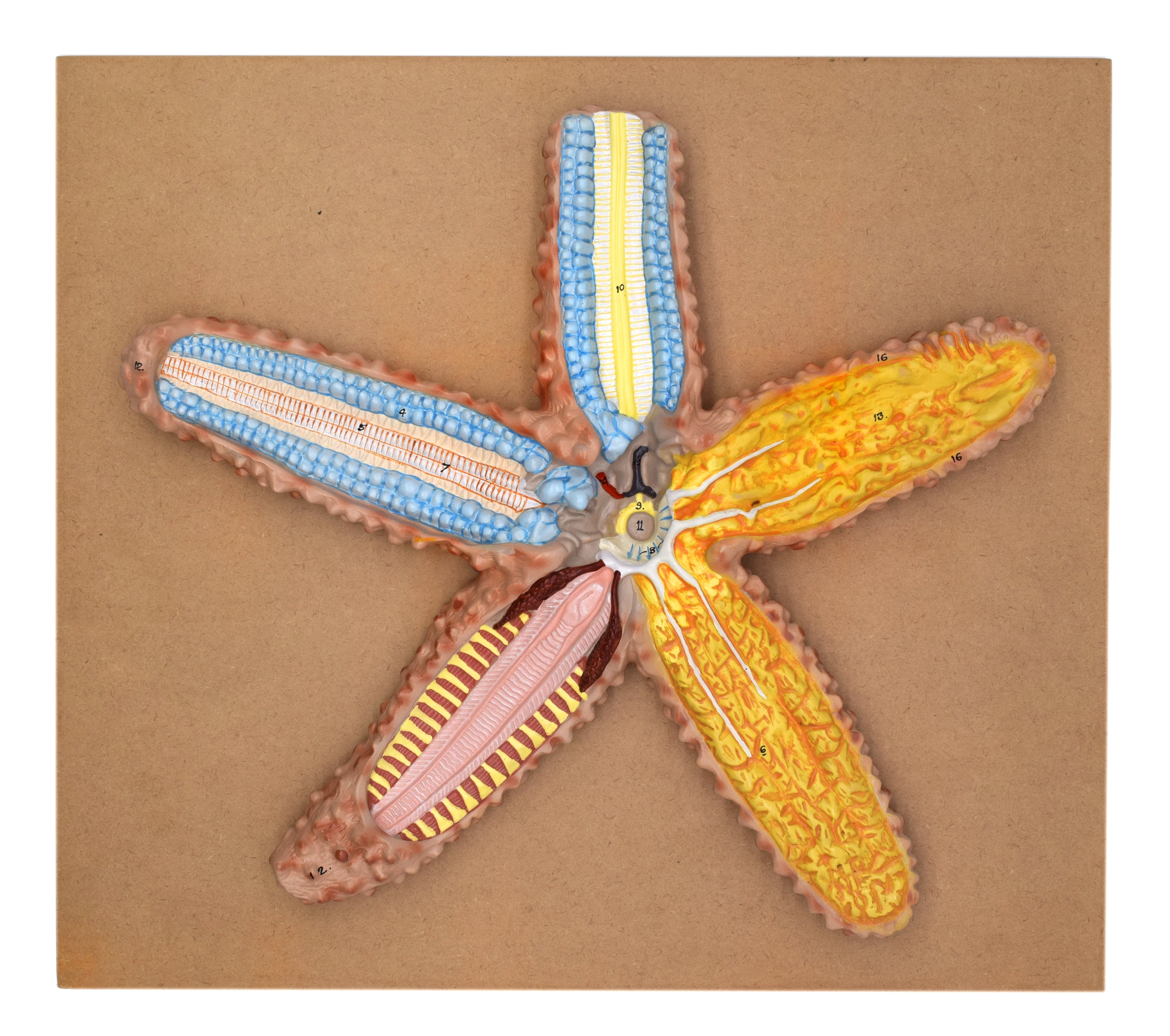 Hand-Painted 3D Starfish Sectional Anatomical Model on Base, 18 x 16 inch