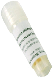 Micrococcus Luteus Freeze-Dried Culture, Lyophilized Pellet in Vial