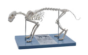Adult Cat Skeletal System Model, Life Size, 8.25"