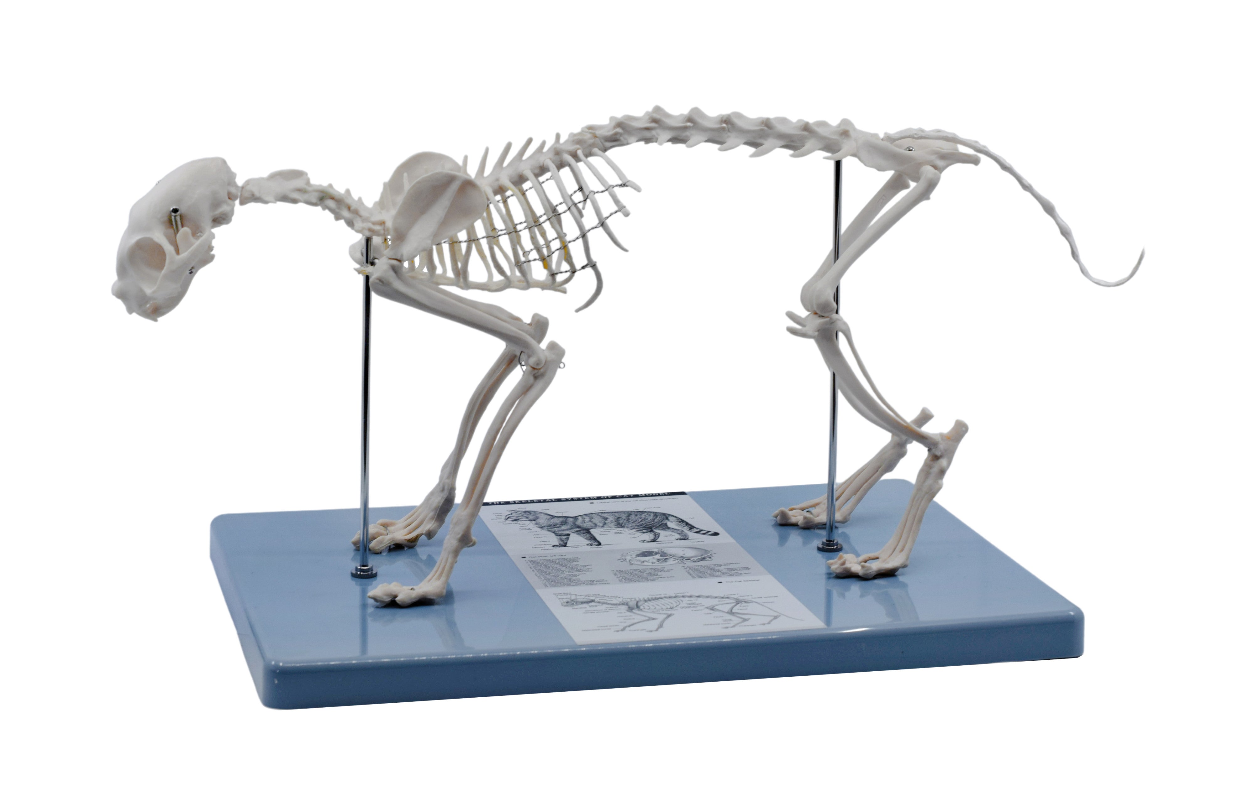 Adult Cat Skeletal System Model, Life Size, 8.25"