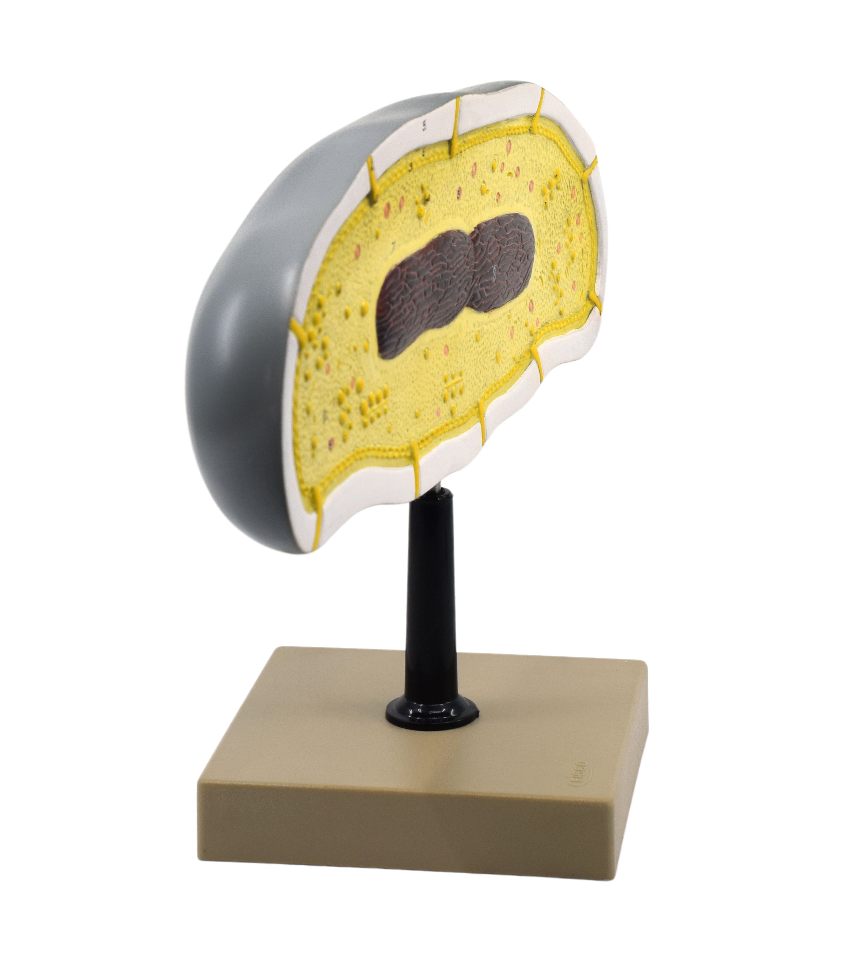 Bacteria Cell Structure Anatomical Model with 10 Labeled Structures on Stand