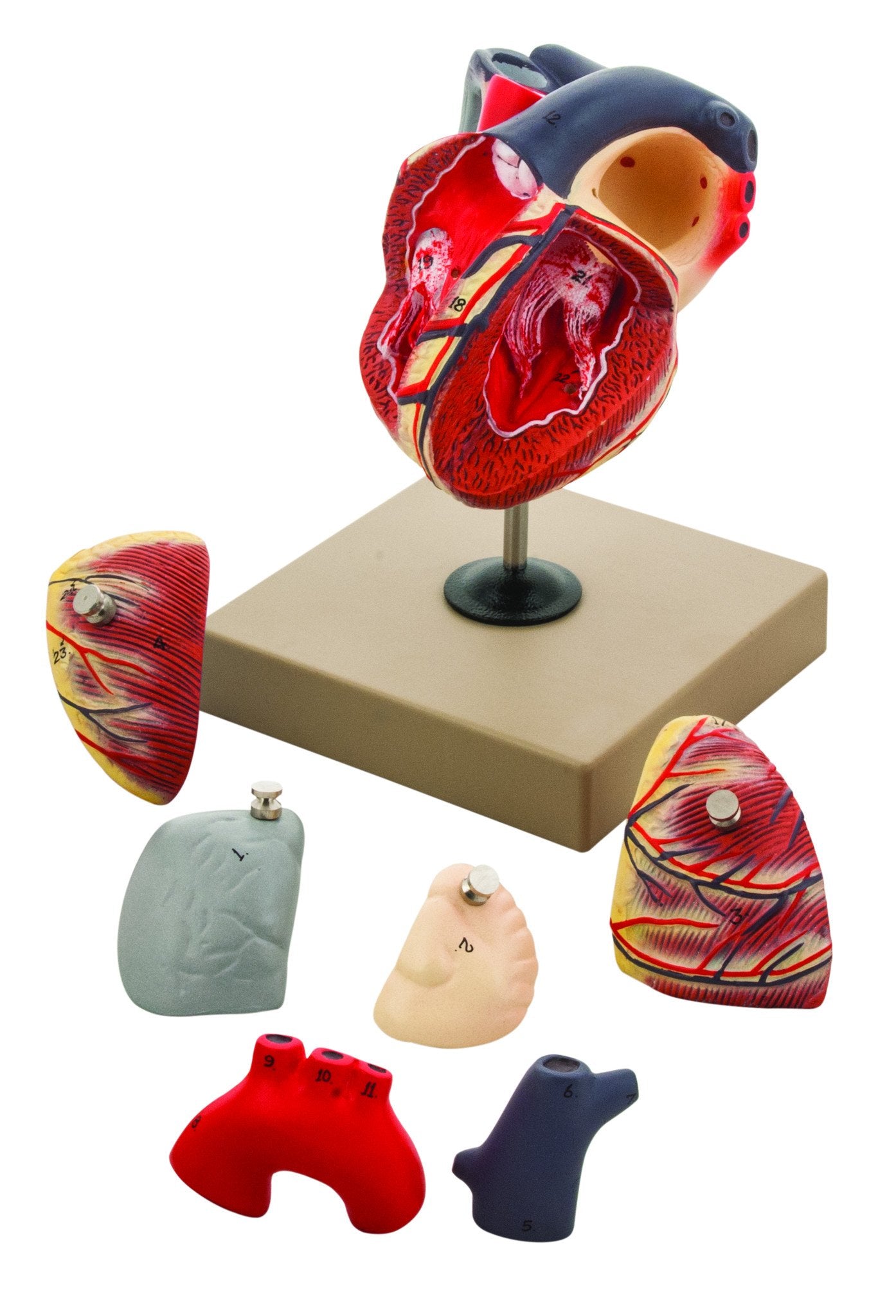 7-Part Human Heart Model, Hand-Painted