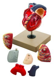 7-Part Human Heart Model, Hand-Painted