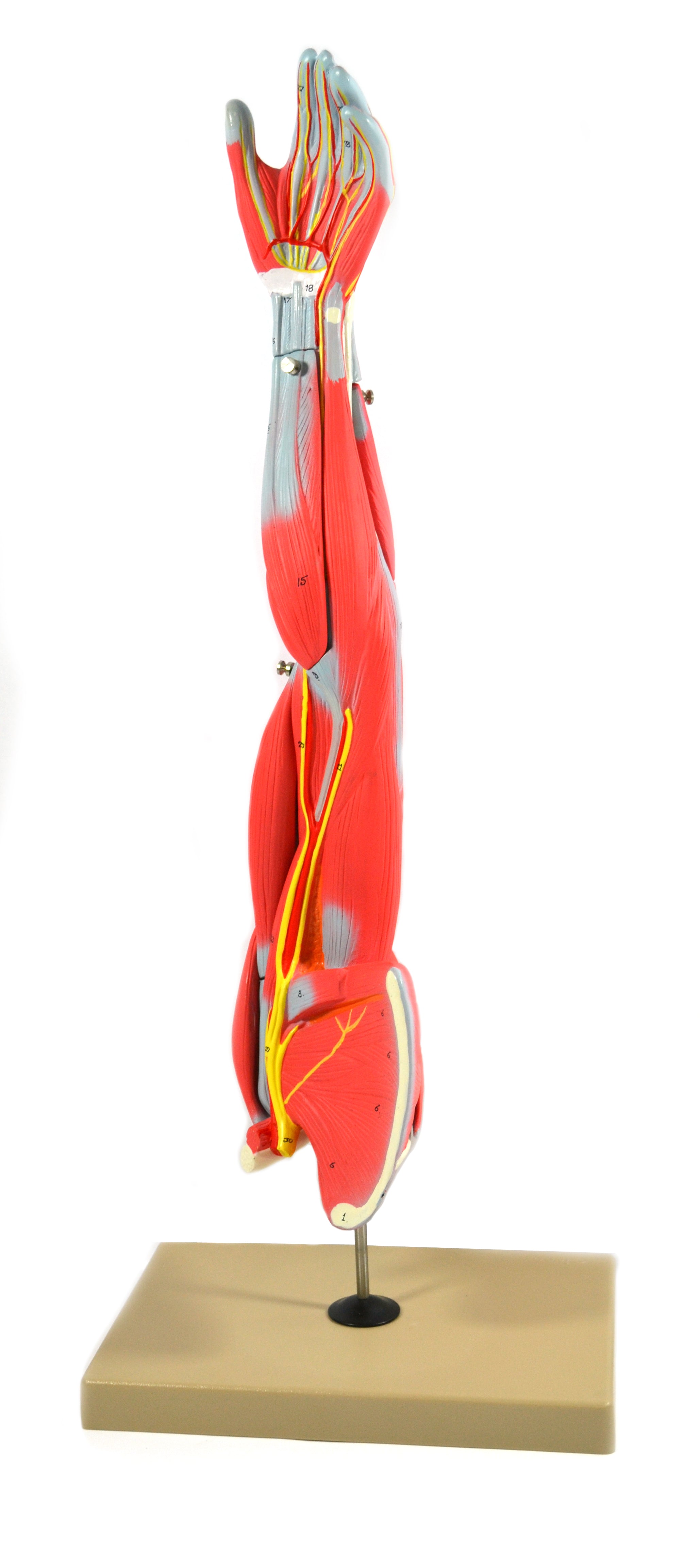 Child's Arm Model with Removable Muscles on Display Stand
