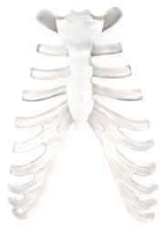 Sternum Bone and Cartilage Model