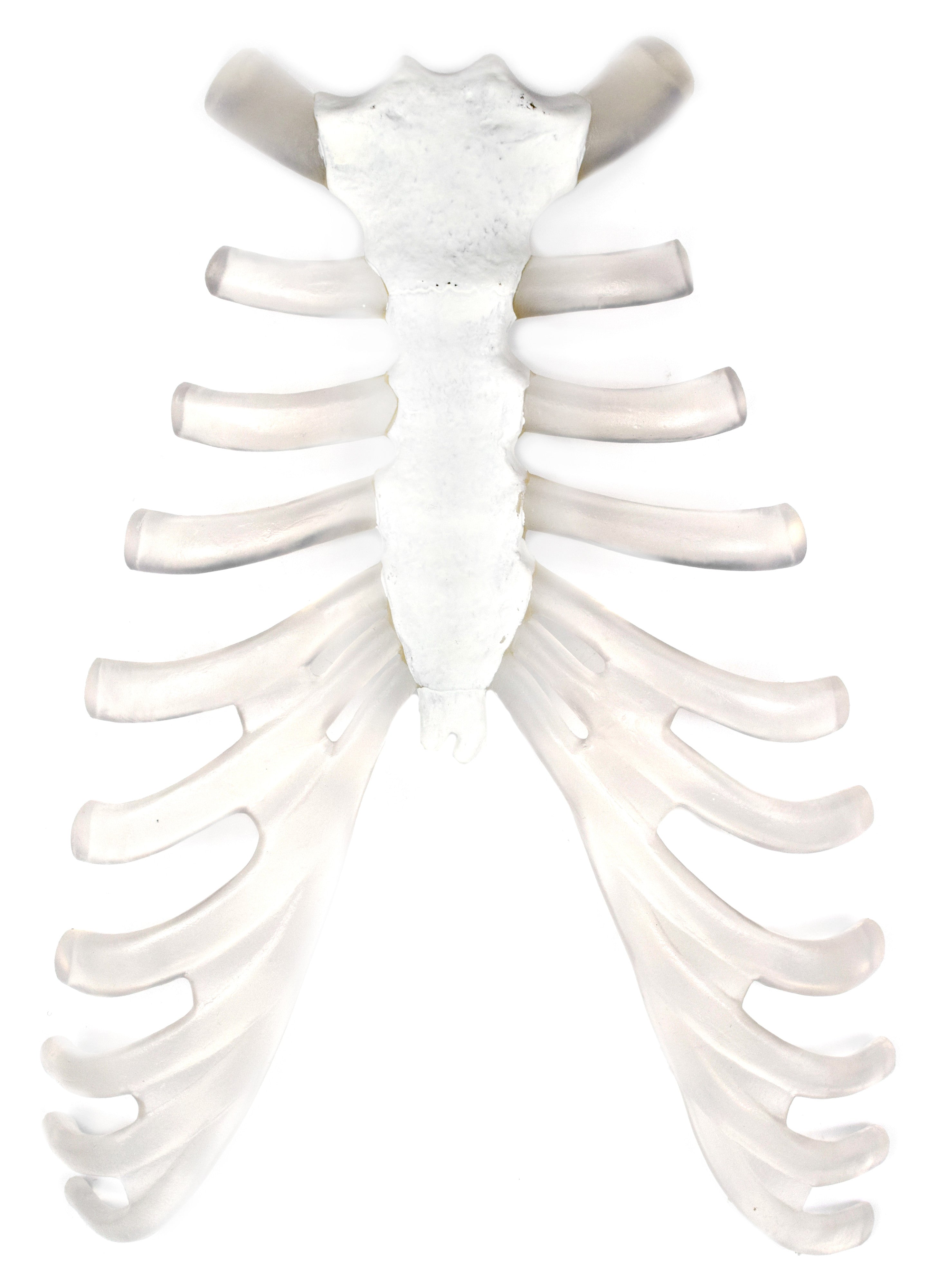 Sternum Bone and Cartilage Model