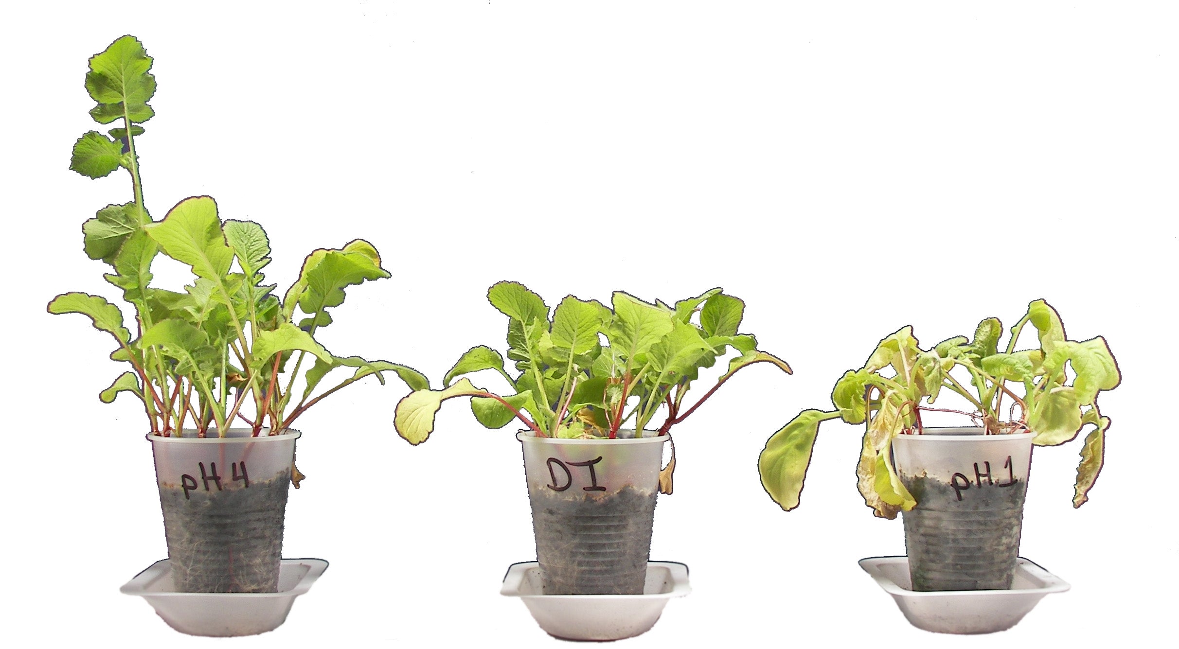 Acid Rain and Plant Growth Environmental Chemistry Kit for 15 Groups